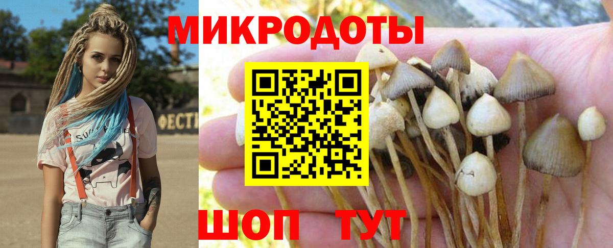 Галлюциногенные грибы Psilocybe Нижний Тагил